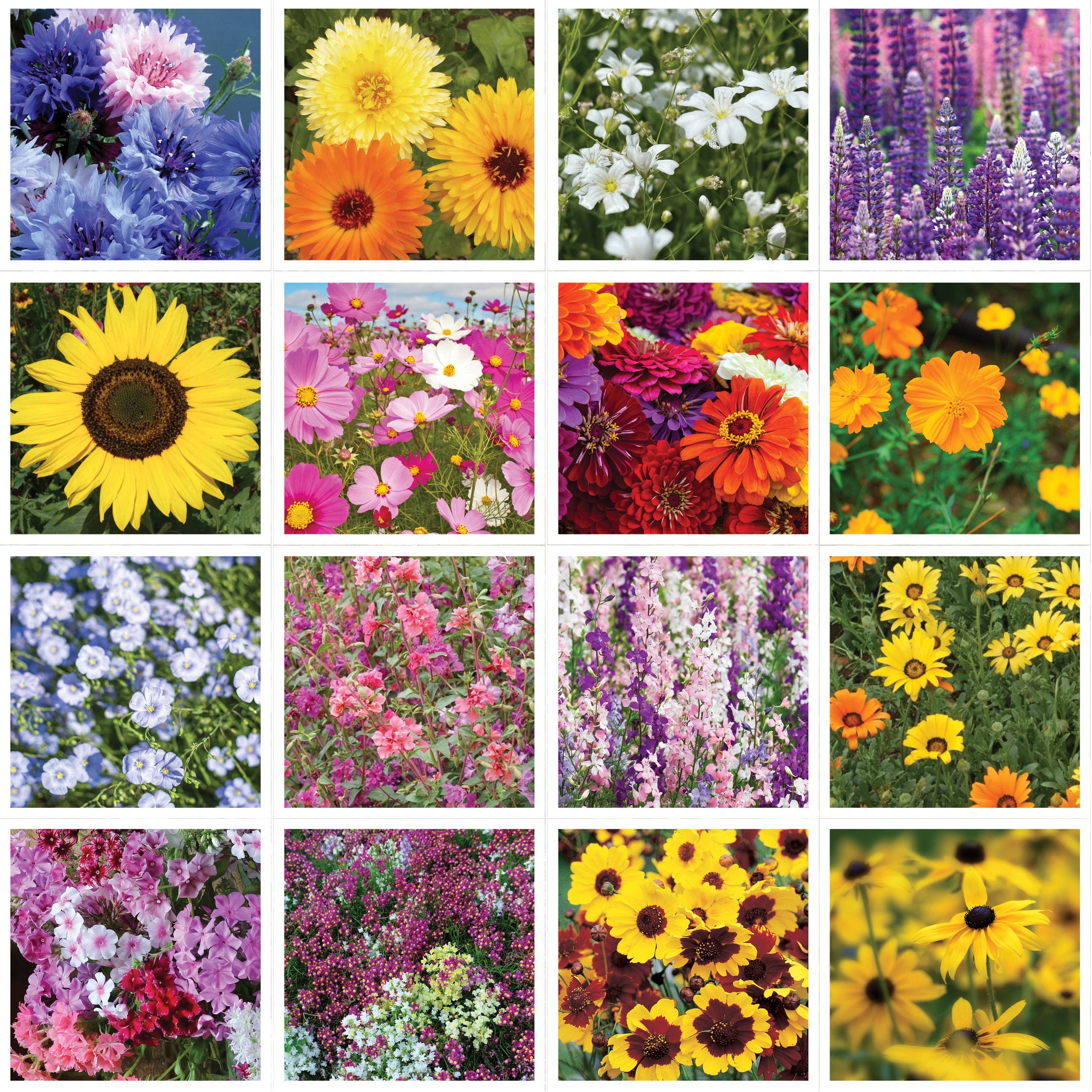 Kraft Butterfly - Help the Pollinator Wildflower Seed Packets