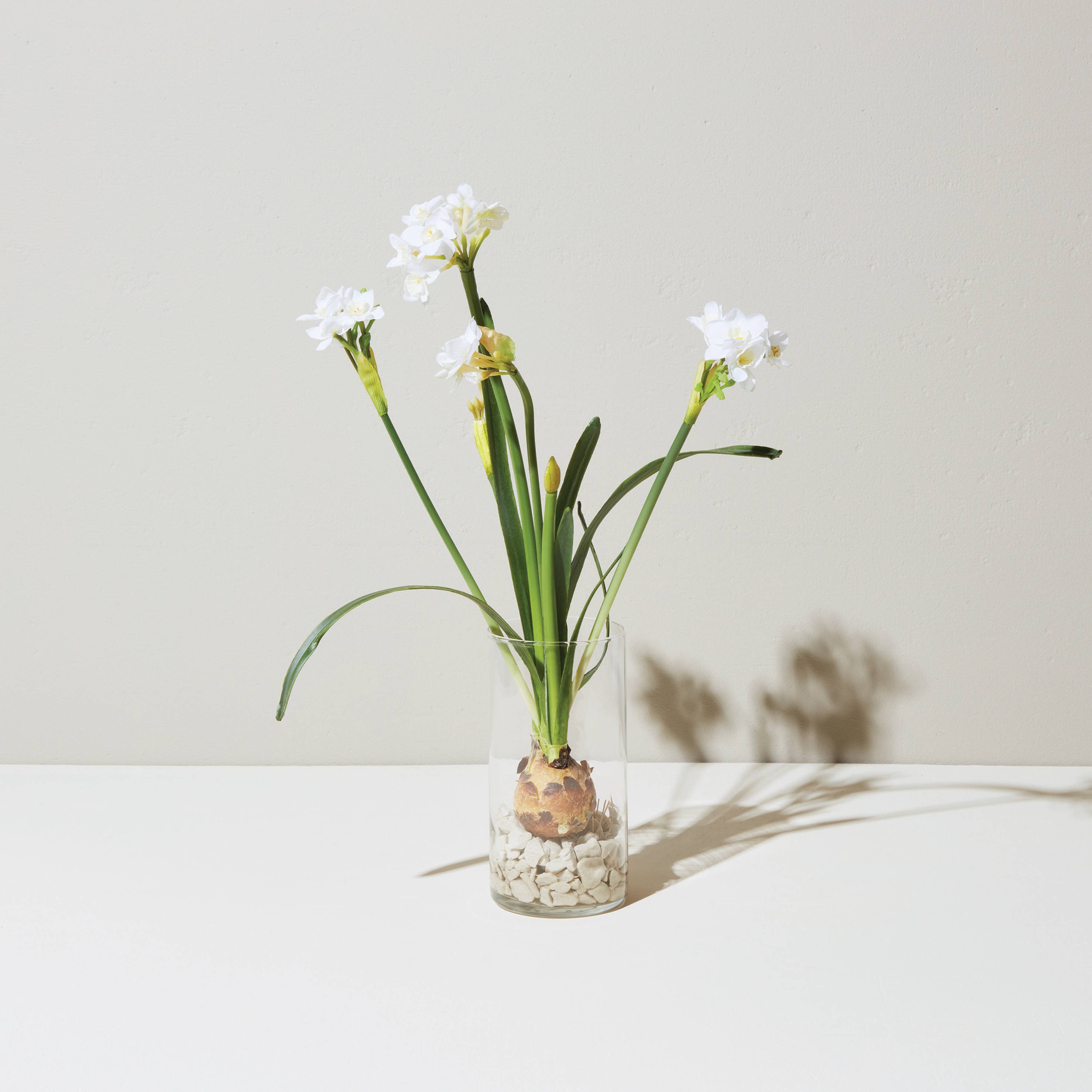 Paperwhite Bulb Kit
