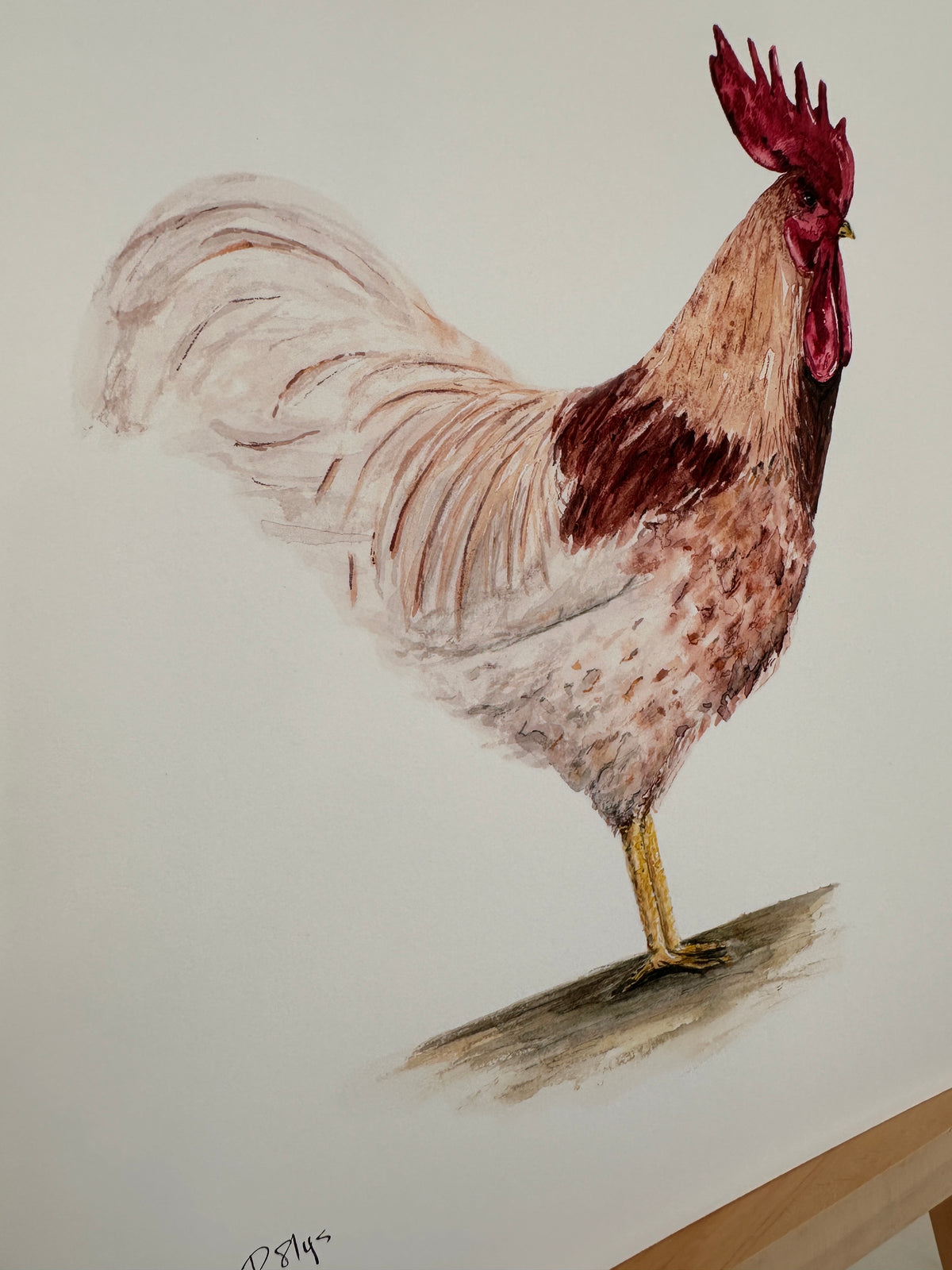 Rooster Watercolor Art Print by Provan Slys Smith
