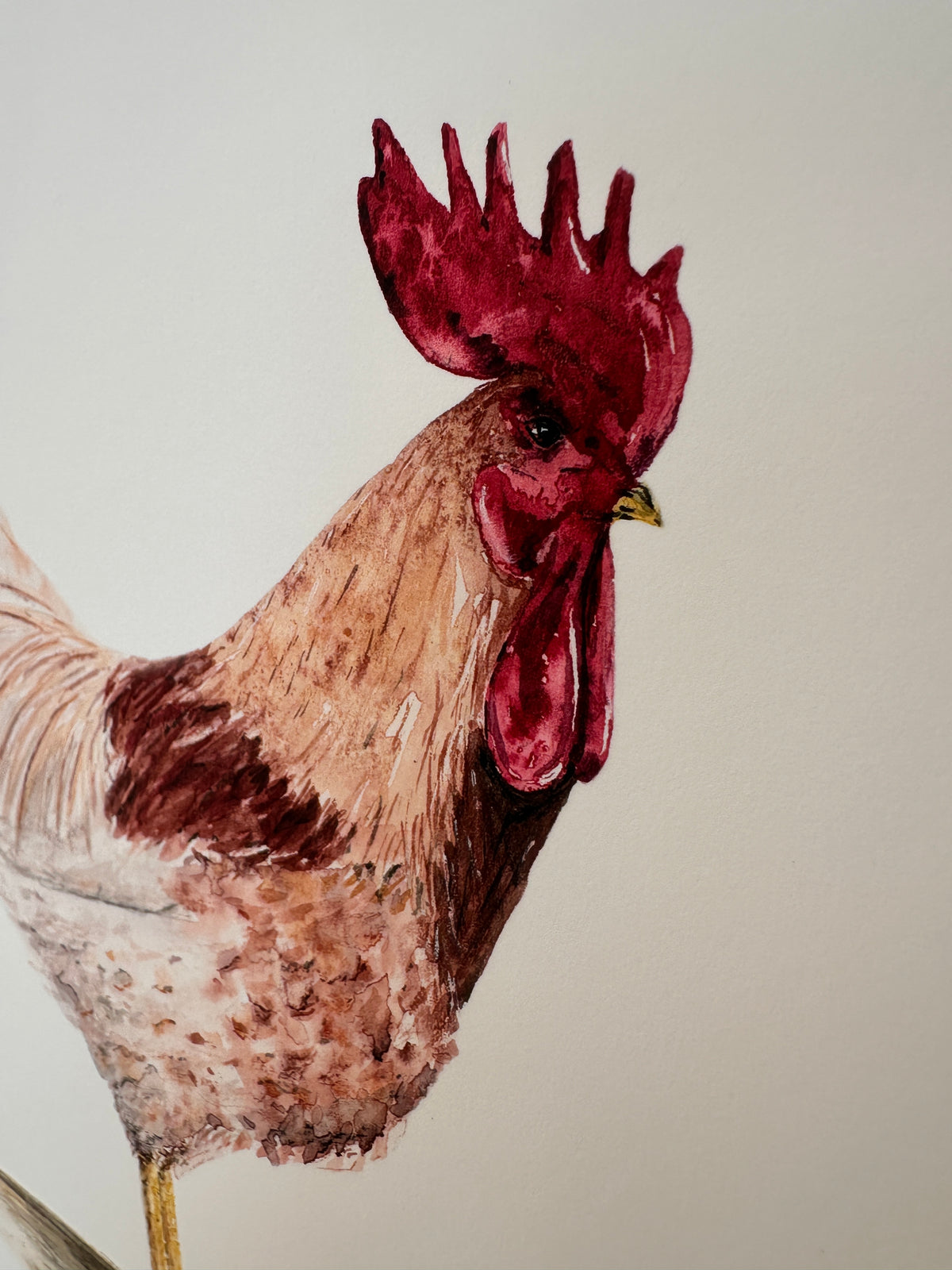 Rooster Watercolor Art Print by Provan Slys Smith