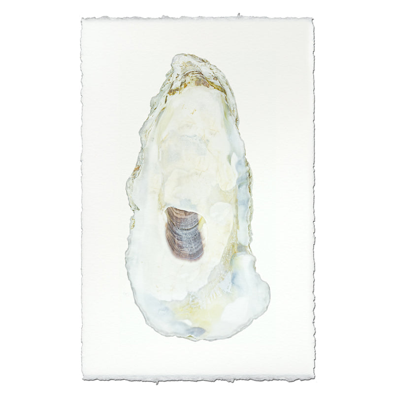 Oyster #11 - 9"x14" Art Print on Nepalese Handmade Paper