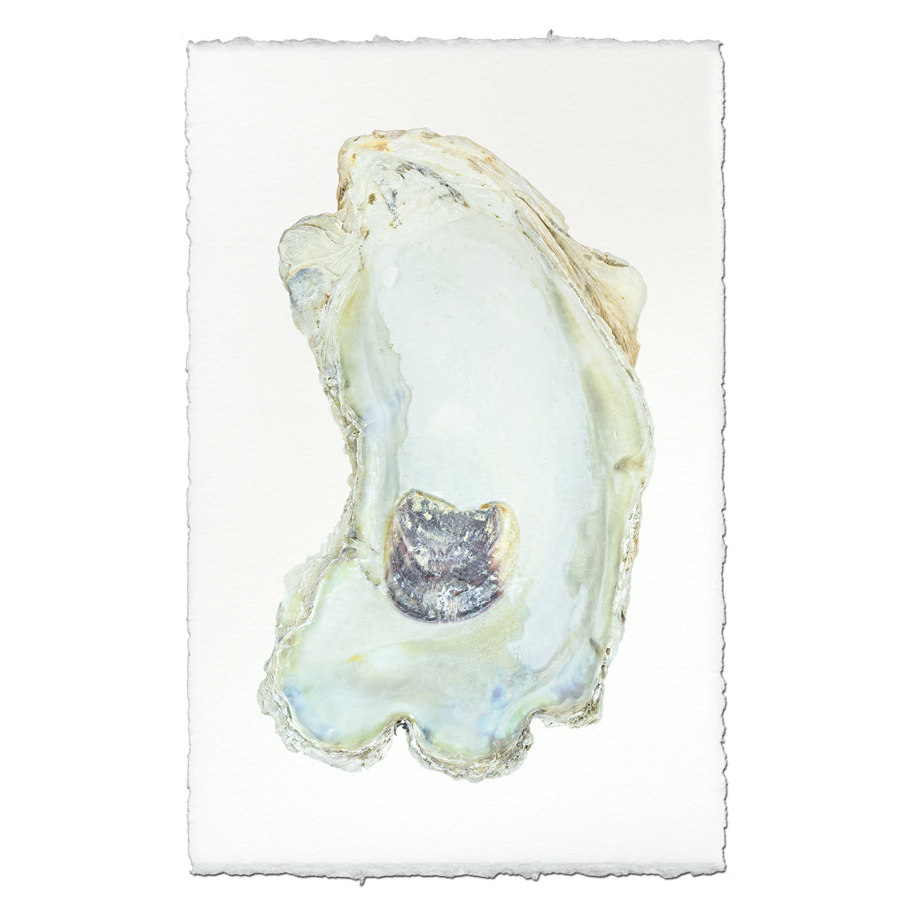 Oyster #13 - 9"x14" Art Print on Nepalese Handmade Paper