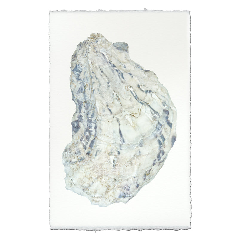 Oyster #15 - 9"x14" Art Print on Nepalese Handmade Paper