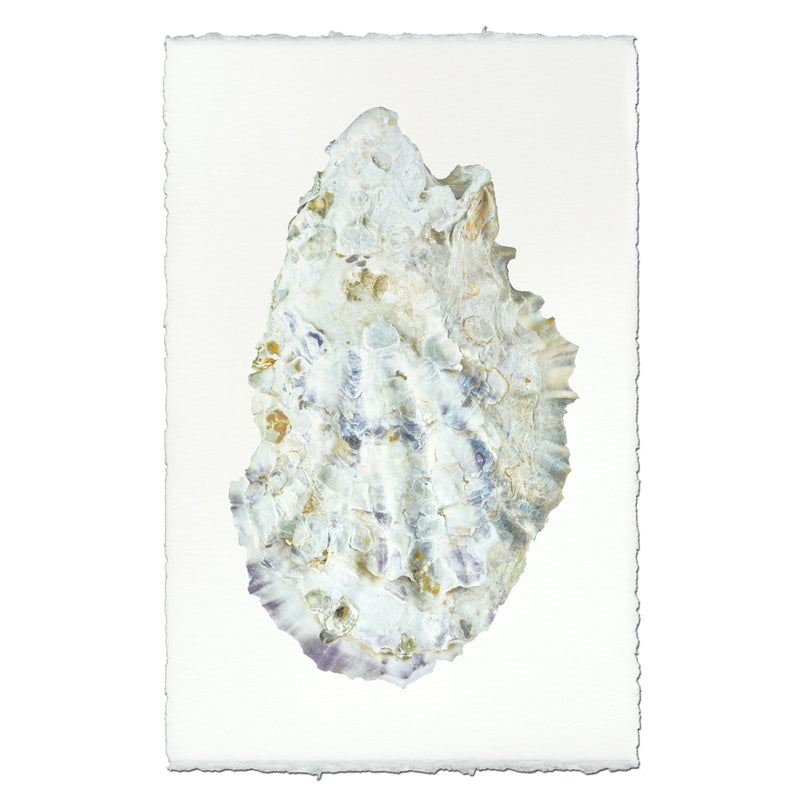 Oyster #2 - 9"x14" Art Print on Nepalese Handmade Paper