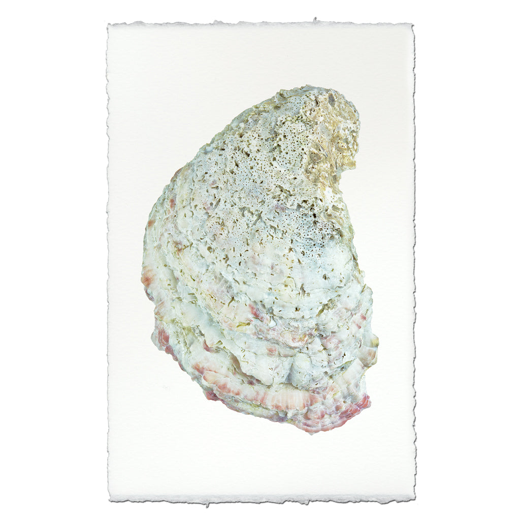 Oyster #4 - 9"x14" Art Print on Nepalese Handmade Paper