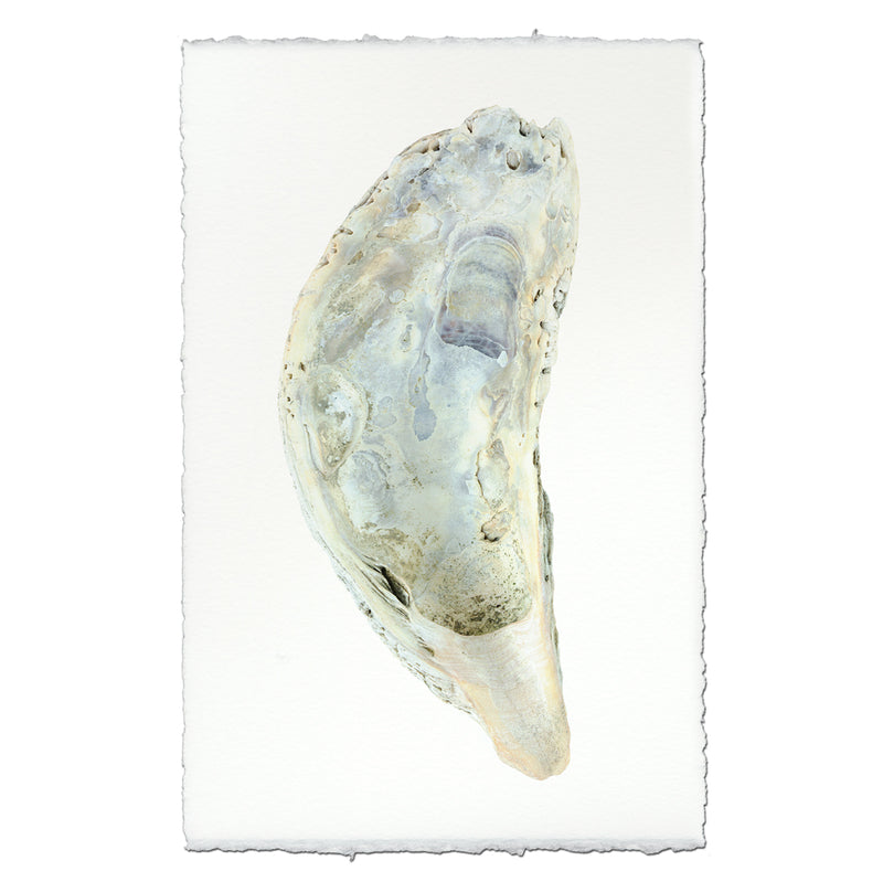 Oyster #5 - 9"x14" Art Print on Nepalese Handmade Paper