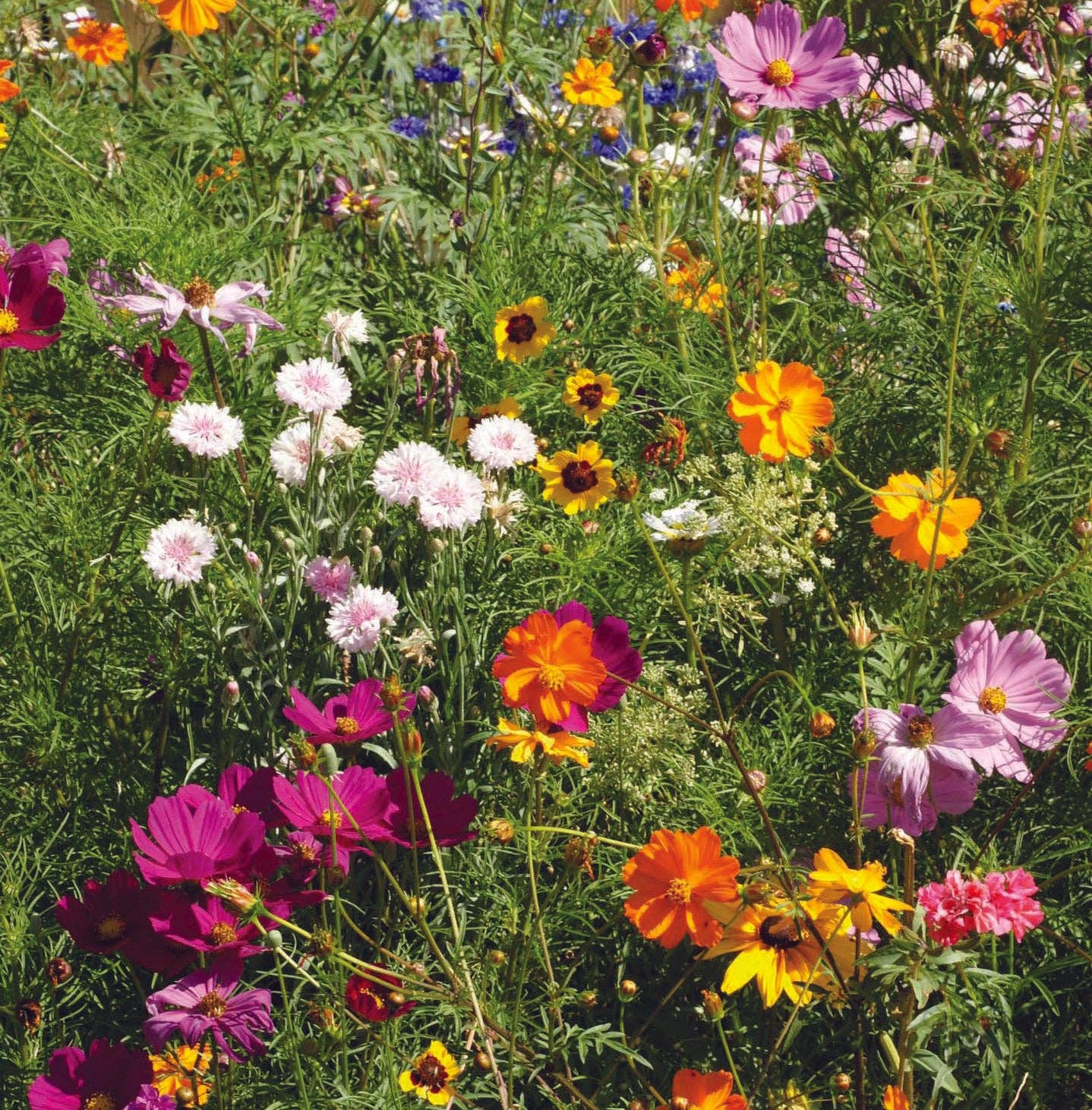 Bee Kind - Pollinator Wildflower Mix Seed Packets