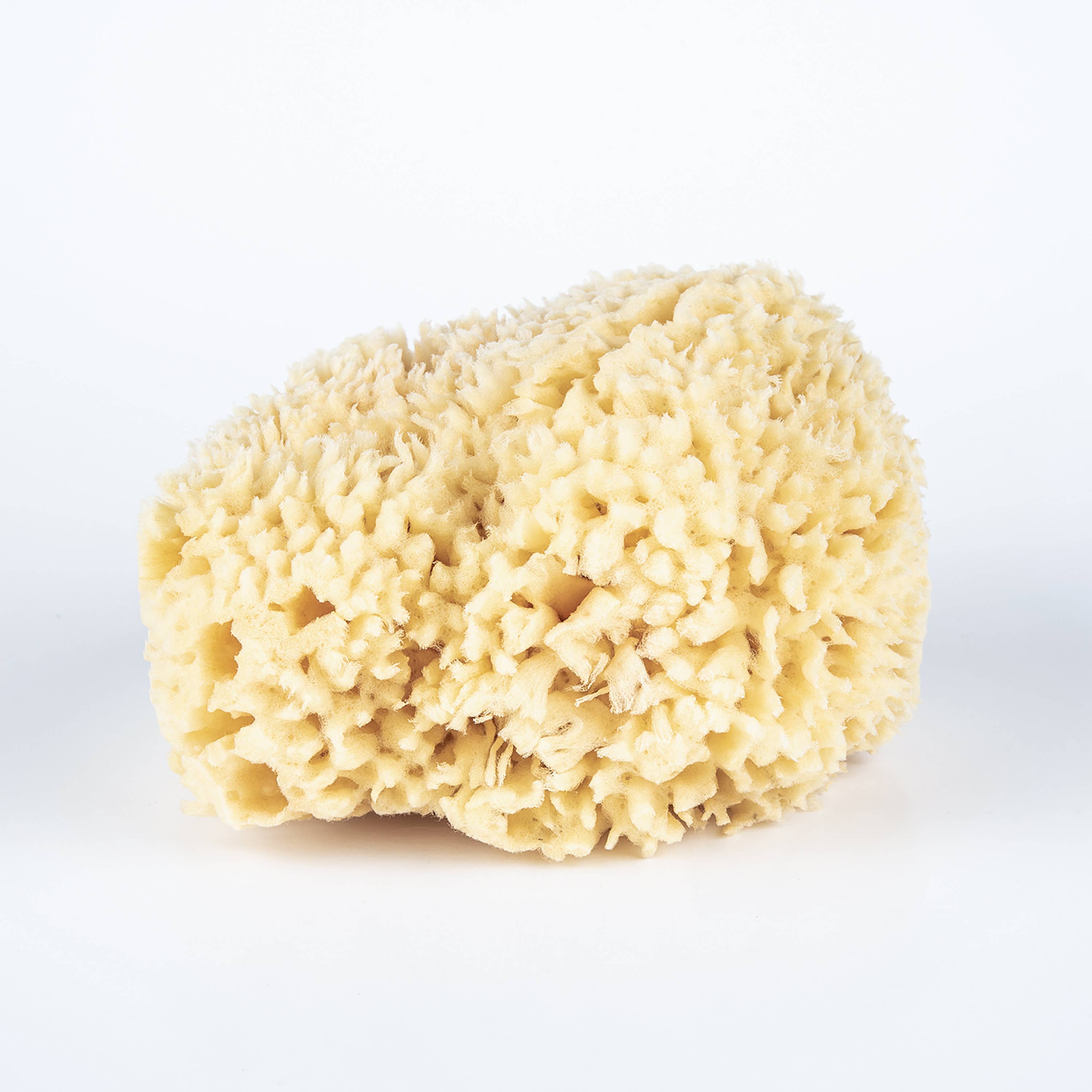 Sea Sponge - Large